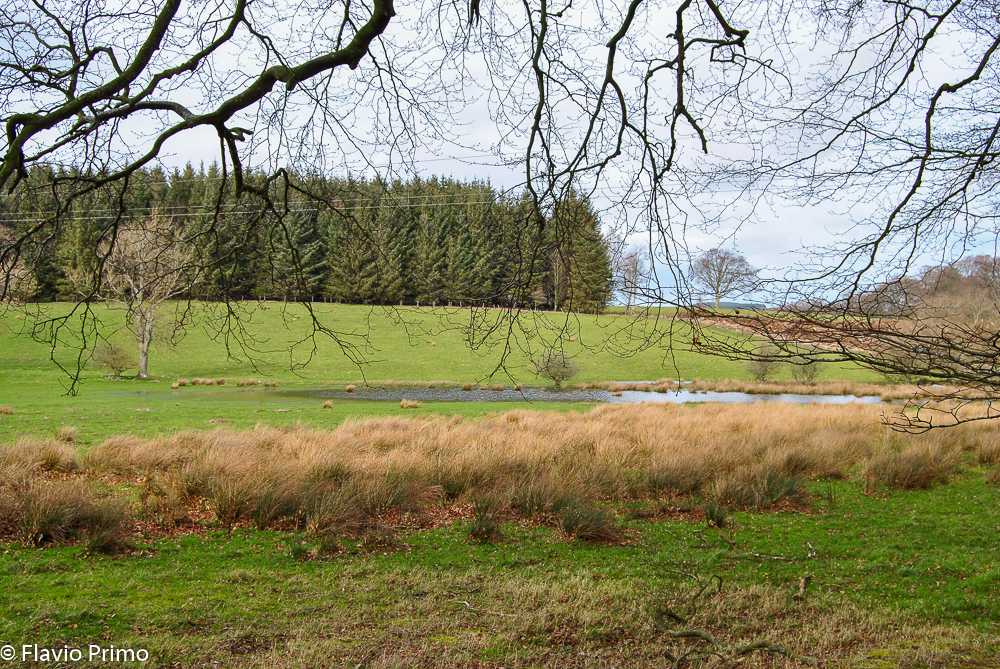 photo in the gallery