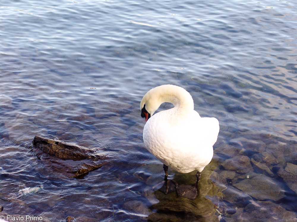 photo in the gallery