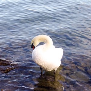 big size photo in the gallery