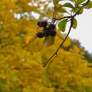 big size photo in the gallery