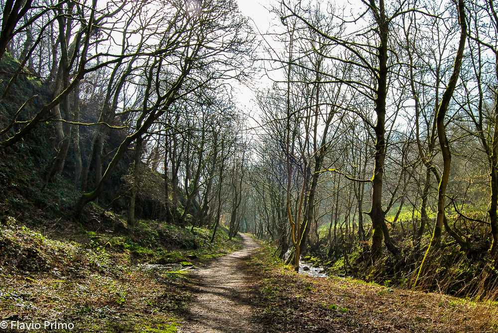 photo in the gallery