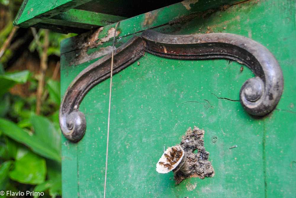 photo in the gallery