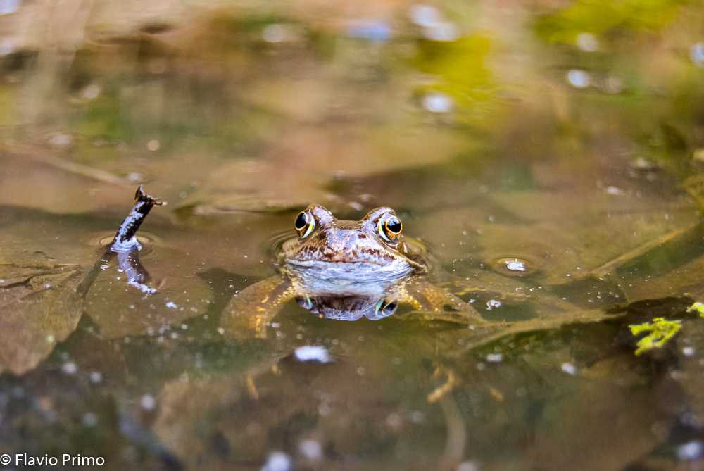 photo in the gallery