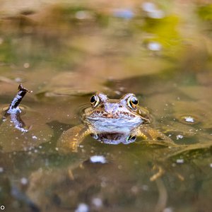 big size photo in the gallery