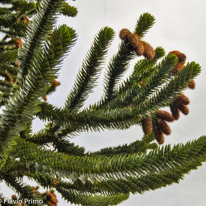 big size photo in the gallery