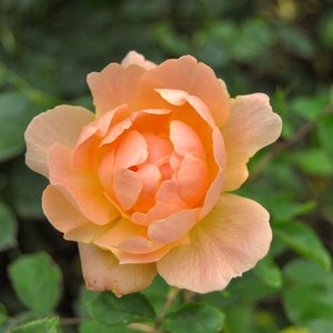 big size photo in the gallery