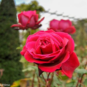 big size photo in the gallery