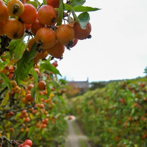 big size photo in the gallery