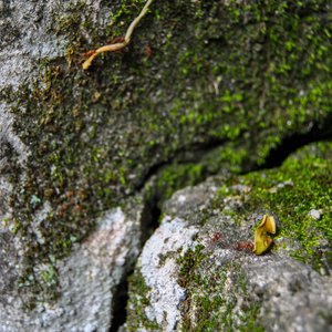 big size photo in the gallery