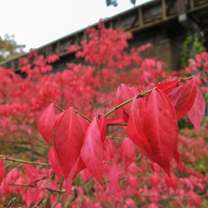 big size photo in the gallery