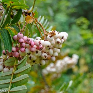 big size photo in the gallery