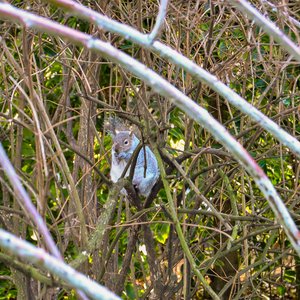 big size photo in the gallery