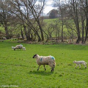 big size photo in the gallery