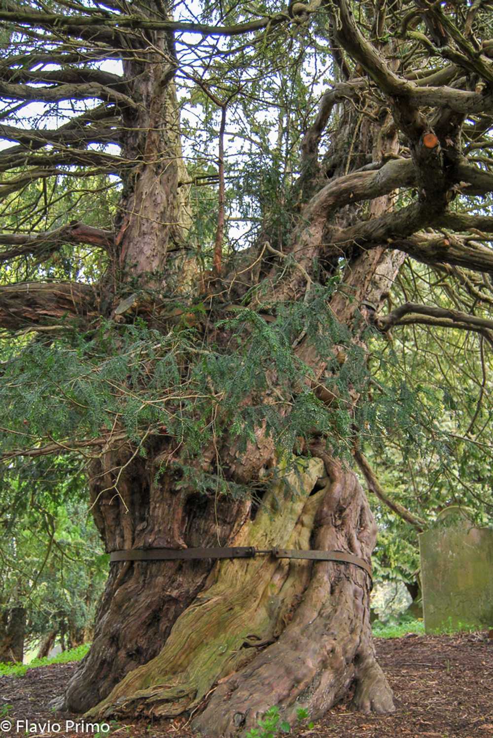 photo in the gallery