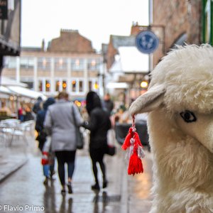 big size photo in the gallery