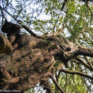 big size photo in the gallery