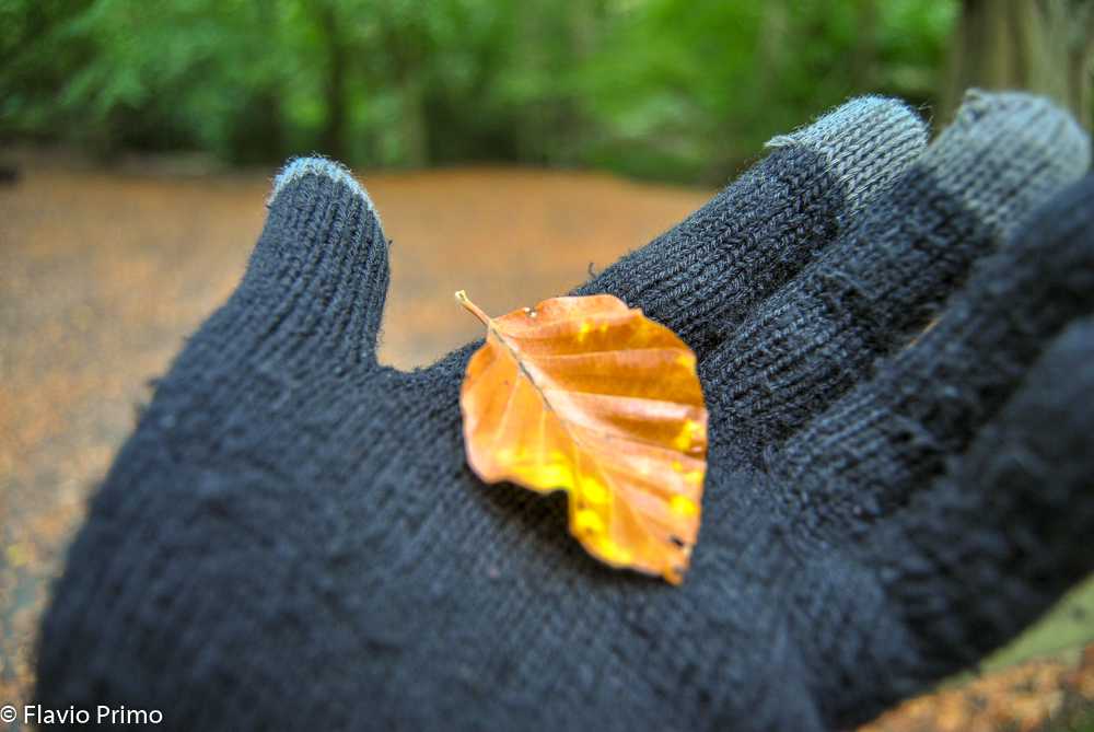 photo in the gallery