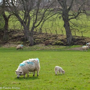 big size photo in the gallery