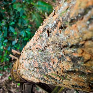 big size photo in the gallery