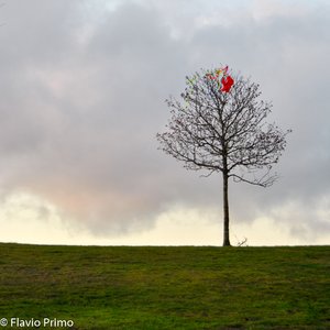 big size photo in the gallery