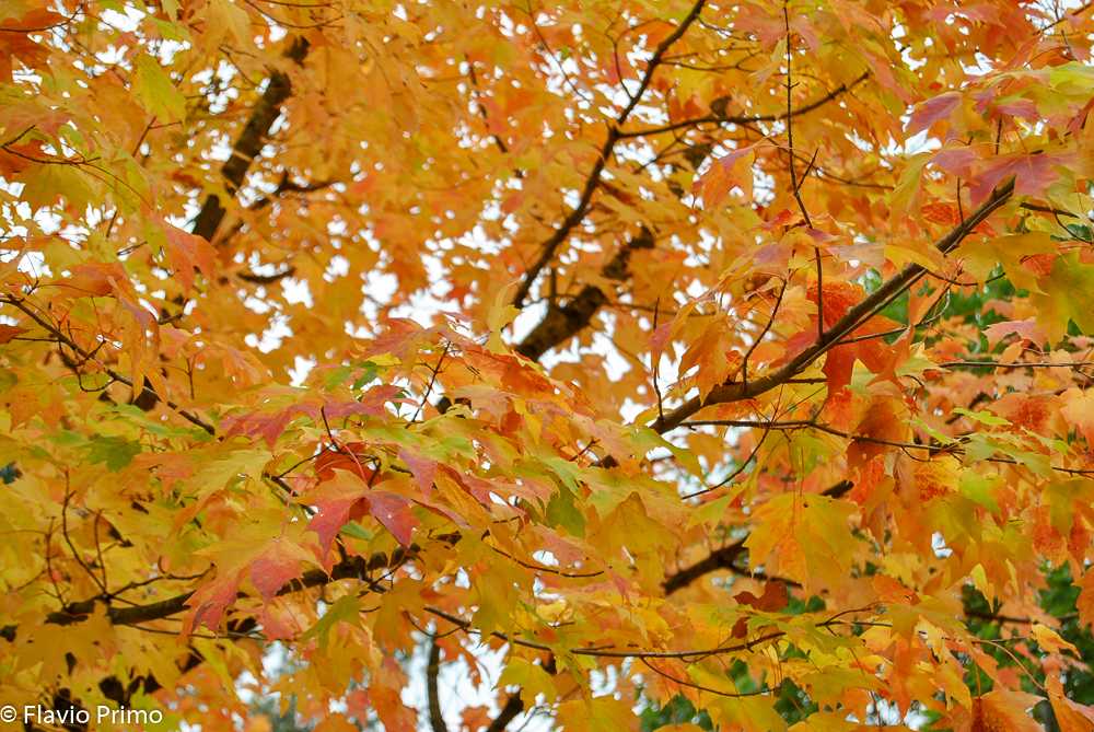 photo in the gallery