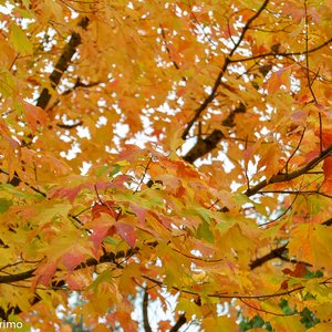 big size photo in the gallery