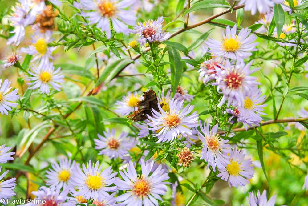 photo in the gallery