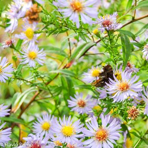 big size photo in the gallery