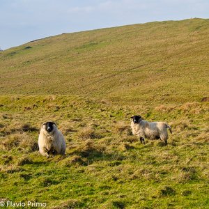 big size photo in the gallery