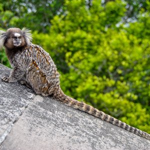 big size photo in the gallery