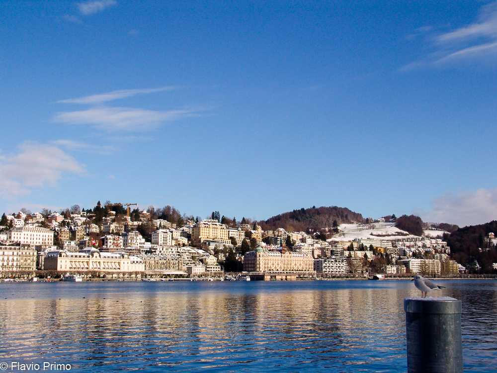 photo in the gallery