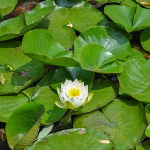 big size photo in the gallery