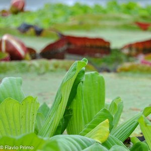 big size photo in the gallery