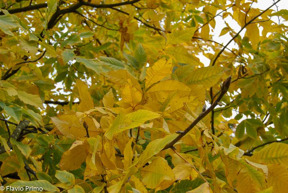 photo in the gallery