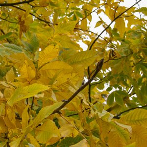 big size photo in the gallery