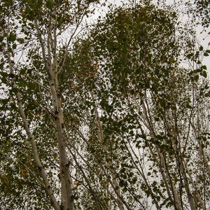 big size photo in the gallery