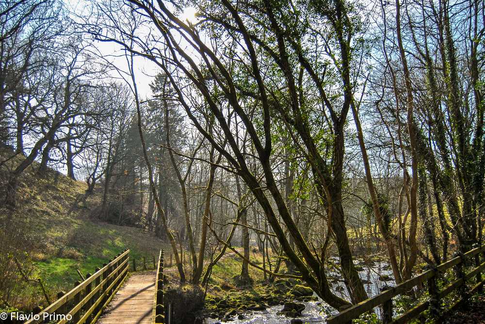 photo in the gallery