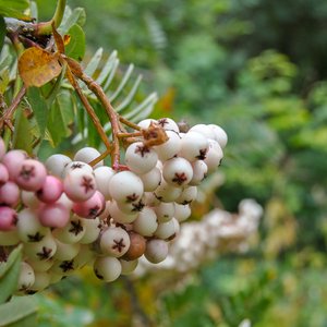 big size photo in the gallery