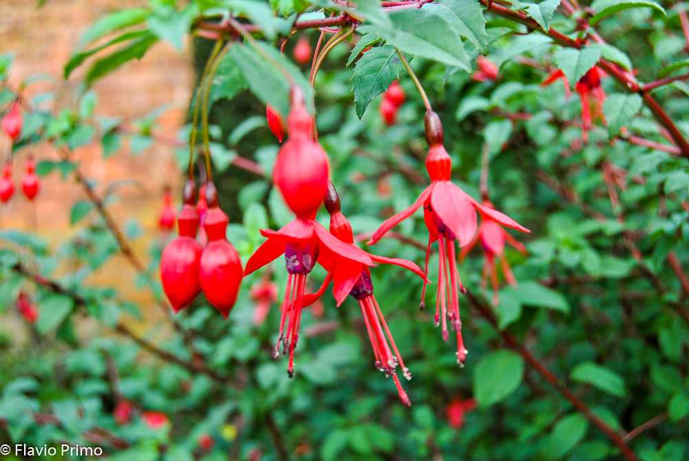 photo in the gallery