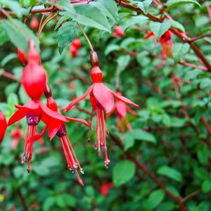 big size photo in the gallery