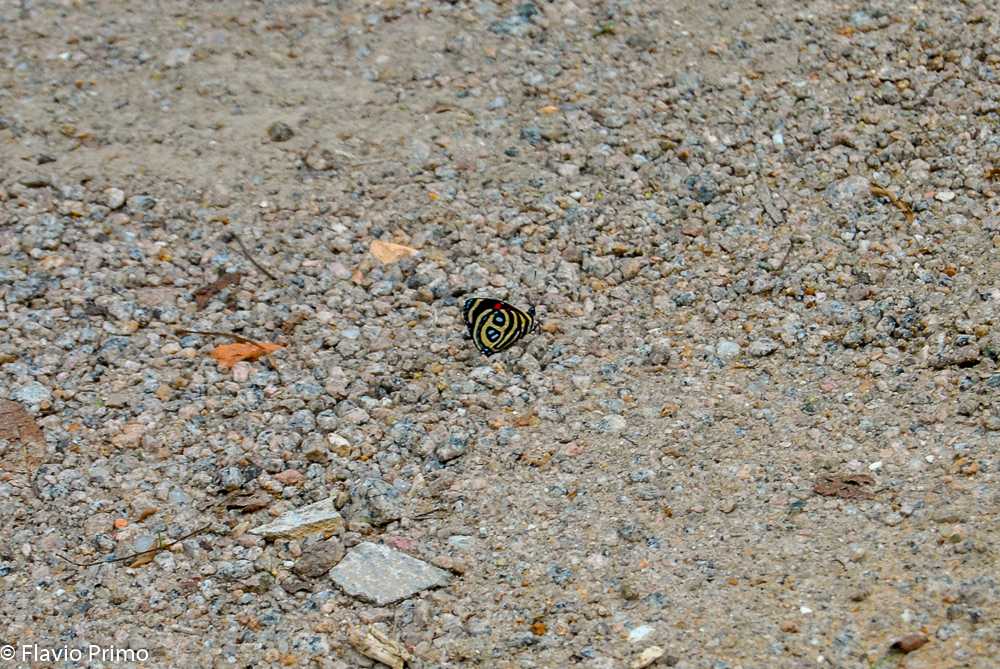 photo in the gallery