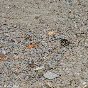 big size photo in the gallery