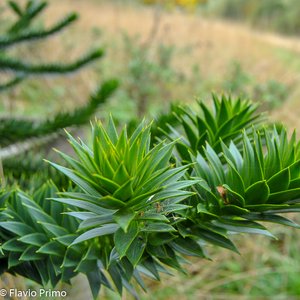 big size photo in the gallery