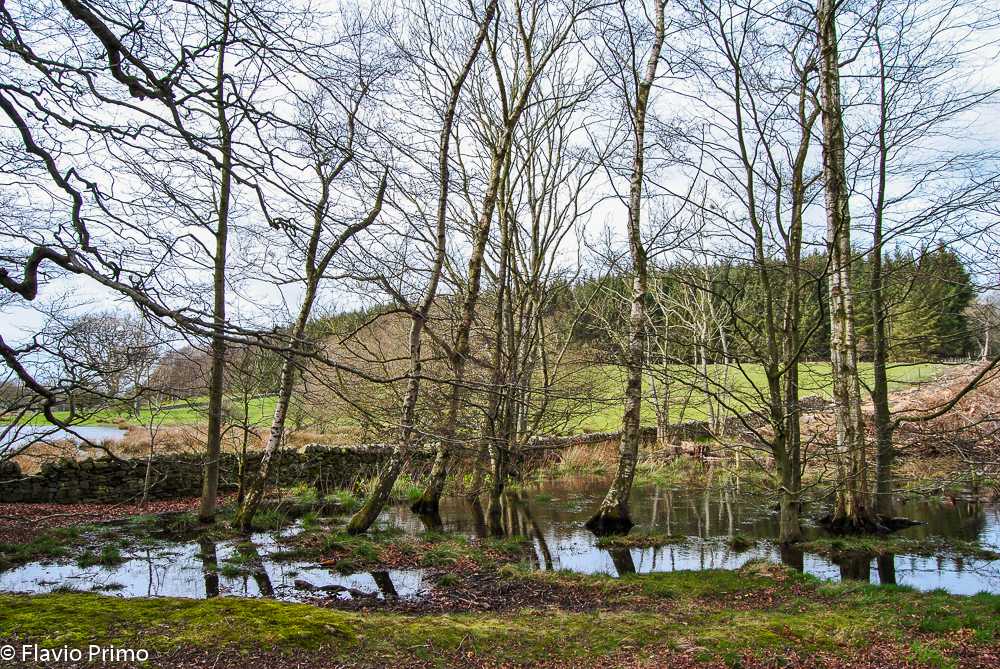 photo in the gallery