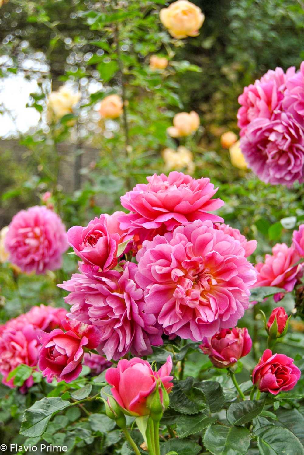 photo in the gallery