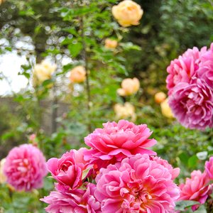 big size photo in the gallery