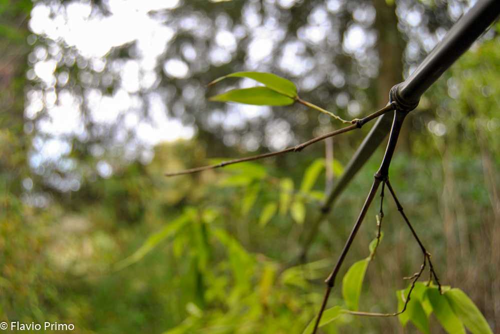 photo in the gallery