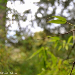 big size photo in the gallery