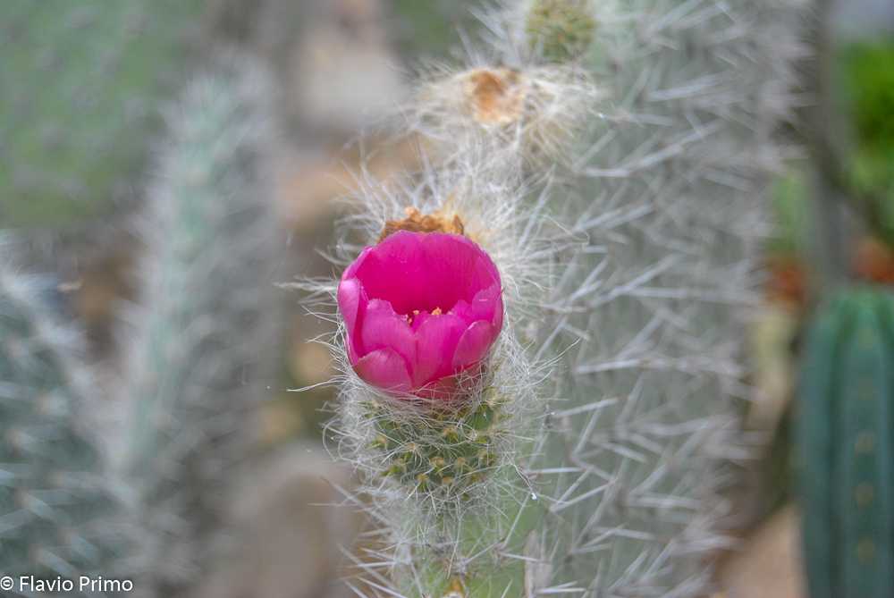 photo in the gallery