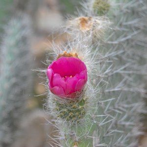 big size photo in the gallery